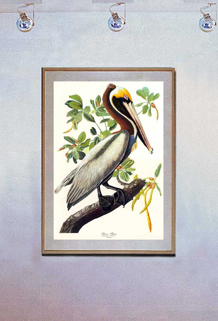 John James Audubon Brown Pelican Art Print