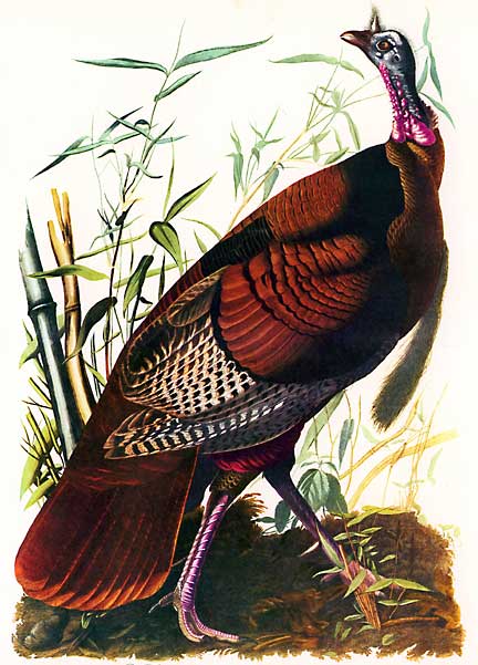 Audubon Wild Turkey 15x22 Hand Numbered Ltd Edition Beautiful Art